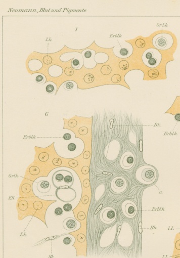 Grosser_Lymphozyt1___grosslymh._Stammzelle_1914_